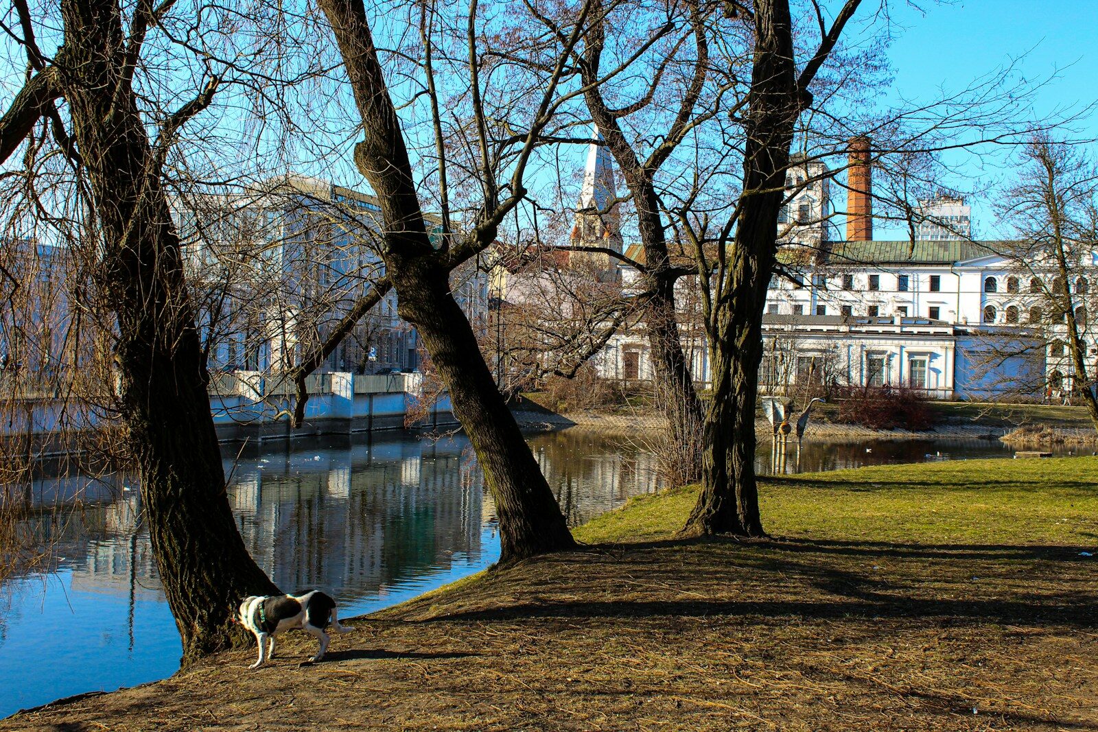 a dog is standing in the grass near a body of water